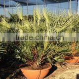 Chamaerops Humilis Cerifera thumbnail-4