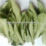 DRIED GUAVA LEAVES thumbnail-3