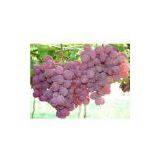 Red Grape Juice Concentrate With High Quality