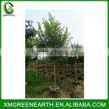 Bauhinia Blakeana Diameter 6-8cm (3) thumbnail-3