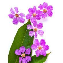 Экстракт листьев банабы с содержанием коросолиевой кислоты от 1% до 98%. CAS номер: 4547-24-4 thumbnail-3