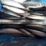 300-600G per pc Frozen Pacific Mackerel Fish From Ocean thumbnail-3