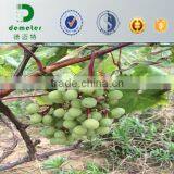 High Quality Fruit Protection Paper Bag thumbnail-2