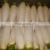 New Crop Fresh White Raddish From China thumbnail-2