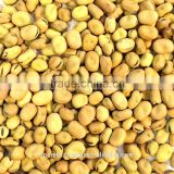 Australian Faba Beans, Fava Beans, Vicia Faba