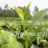 VIETNAM GREEN TEA thumbnail-1