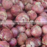 Fresh Onion Phulkara Crop