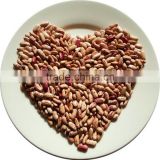 JSX American Round red speckled sugar beans China wholesale dried mottled beans