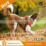 Dog Rope Toy for Chewing Tugging Playing thumbnail-5