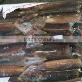 Frozen Illex Squid Producer In Argentina thumbnail-1