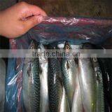 Frozen Fresh Mackerel Fish/fish Sea Food thumbnail-1