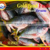 FROZEN W/R GOLD BAND FUSILIER thumbnail-1