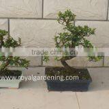 S Shape Small Indoor Bonsai Carmona Bonsai Tree (Fukien Tea) thumbnail-1