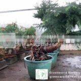 Araucaria Heterophylla With Rock Shape thumbnail-1