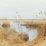 Natural Water Reed Thatch thumbnail-2