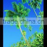 100% Cotton Reactive Beach Towel Wholesale thumbnail-1