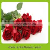 Fresh Rose High Quality cabbage roses For sale