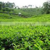Suvimie Ceylon Uva Black Tea thumbnail-4