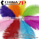 ZPDECOR No.1 Supplier in China Factory Exporting Wholesale from 25cm to 30cm Dyed Ostrich Feathers for Sale
