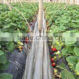 Agricultural Black PE Mulch Protective Plastic Film thumbnail-3
