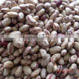 CHINESE LIGHT SPECKLED KIDNEY BEANS AMERICAN ROUND BIG SIZE thumbnail-1