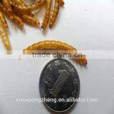 High Quality Wholesale Chicken Feed Dried Mealworms//bird Feed Mealworms thumbnail-3