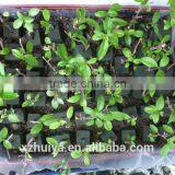 High Quality Reliable Floral Form for Flower Arrangments&wedding thumbnail-3