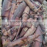 Frozen Black Squid (Todarodes Pacificus) thumbnail-1