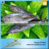 Carton or Woven Bag Packed 18 Months Shelf Life Bonito Exporting thumbnail-3