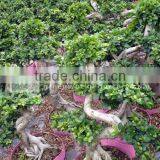 Ficus Microcarpa Small S Shape Bonsai thumbnail-1