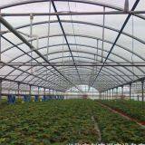 Plastic Film Greenhouse for Middle East Vegetable Production thumbnail-3