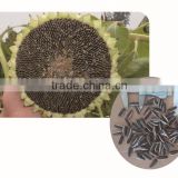 Mid-early maturity sunflower seeds for planting