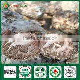 Organic Shiitake Fungus Whole Part Cap Stem Edibal Mushroom Lentinula Edodes thumbnail-3