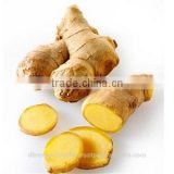 Natural Ginger Oleoresin via SCFE Co2