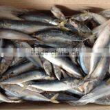 New Fishing Whole Round Good Quality Frozen Pacific Mackerel Fish