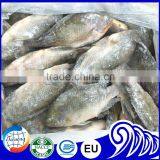 Seafood Manufacture Sell Live Tilapia thumbnail-5