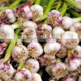 Garlic Peeling Belt Color Sorting Machine thumbnail-2