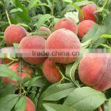 Fruit Tree Seeds Big Sweet Peach Seeds For Planting