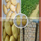 Authenticated GAP fresh Table Potatoes to Dubai