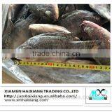 Frozen Tilapia Fish Buyer thumbnail-4
