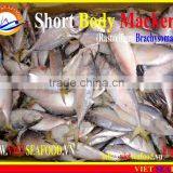 FROZEN SHORT BODY MACKEREL W/R thumbnail-4