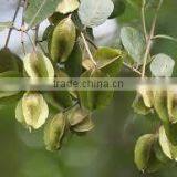 Terminalia Arjuna Bark thumbnail-3