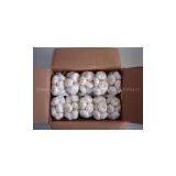 Supply Garlic thumbnail-1