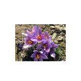 Saffron Extract 4:1|10:1|50:1|100:1