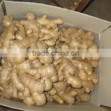 2014 crop Chinese air-dried ginger price