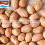 Bold Peanut Kernels