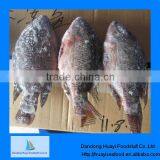 New Frozen Live Tilapia thumbnail-1