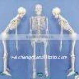 Model /--Human Skeleton Model PVC/Biology Lab
