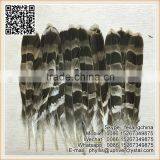 Bird Feather Big Eagle Tip Feather For Indian Headdress thumbnail-1