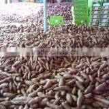 FRESH SWEET POTATO thumbnail-5
